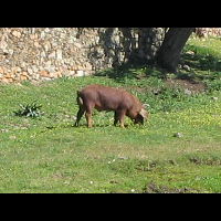 ドングリを食べるイベリコ豚。最高級の生ハムになるには、１日に１㌔太らなければなりません。